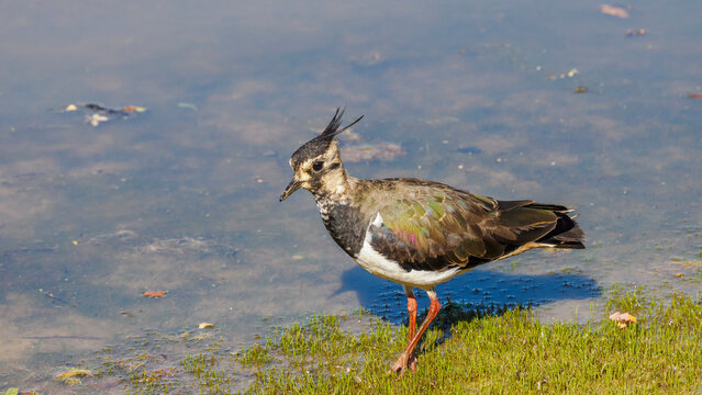 Portrait of a Northern Lapwing at the Water's Edge