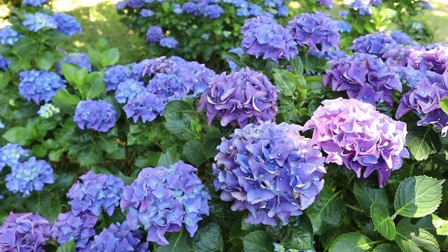 Lush stands of Hydrangea macrophylla, also known as bigleaf hydrangea, French hydrangea and hortensia, with vibrant purple flower heads sparkling beneath dappled tree shade in a summer garden.