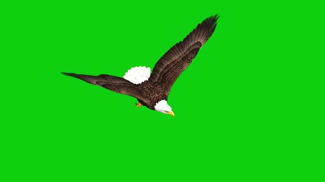 an eagle flying with outstretched wings against a green screen. Bald eagle flying isolated on green screen, 3 d animation for wildlife compositing and cinematic projects
