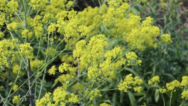 Airy yellow flower clusters of Isatis tinctoria, also known as dyer's woad, woad and glastum, gently moving in the breeze. Historically valued for natural blue dye, herbal traditions and sustainable c