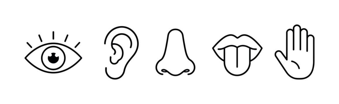Human Sensory System, line icon set, 5 clean outline icons of eye vision, ear hearing, nose smell, mouth taste, hand touch, arranged in horizontal row, SEO for human senses, sensory perception,