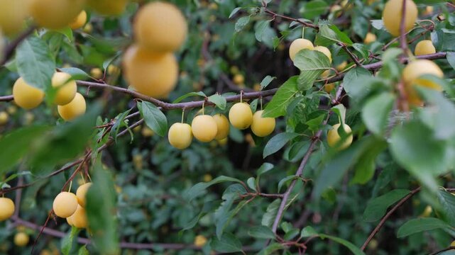 Sunlit yellow plum branch heavy. Golden fruit clustered amid fresh leaves, warm late season glow, rustic orchard atmosphere, glossy skins and ripe sheen, harvestready bounty ideal for preserves