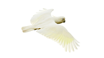 White cockatoo bird flying with wings spread © darietta