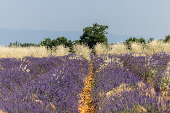 Cereals among lavender fields on the Plateau of Valensole. Provence, France.