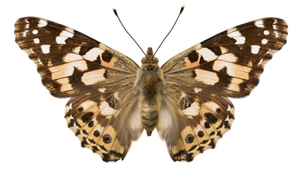Painted Lady Butterfly with intricate wing patterns and fuzzy body © darietta