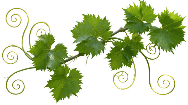 Green grape vine leaves and tendrils with swirls