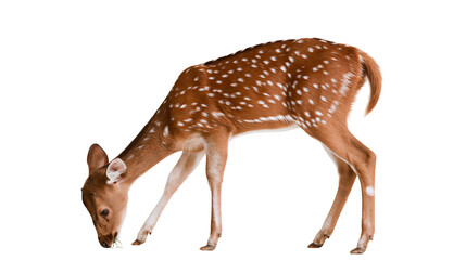 Spotted fawn deer grazing on grass © darietta