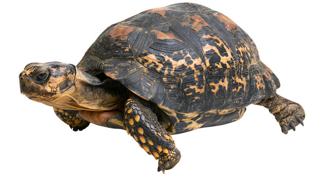 Yellow-footed tortoise with patterned shell and scaly legs