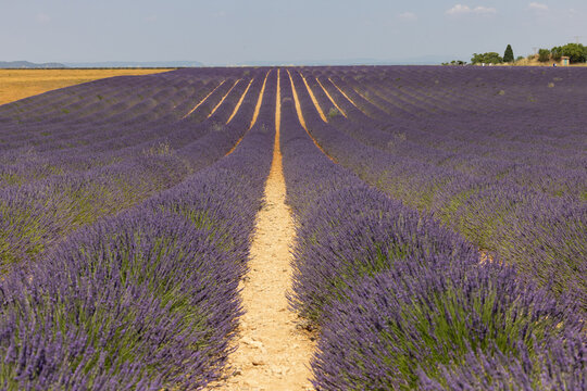Lavender fields on the Plateau of Valensole. Provence, France.