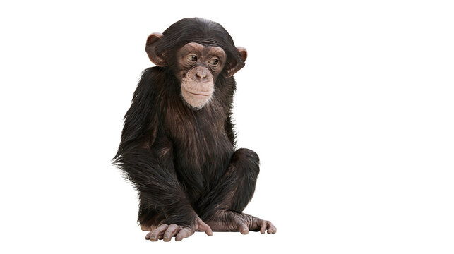 Young chimpanzee sitting with dark fur and light face