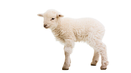 Fototapeta premium Fluffy white lamb standing on white