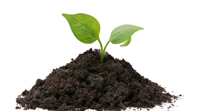 Green seedling growing from dark soil mound