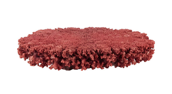 Flat red coral platform rock formation isolated on a black background