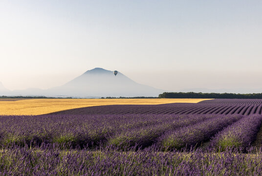 Lavender fields in the morning and a balloon floating in the air on the Plateau of Valensole. Provence, France.