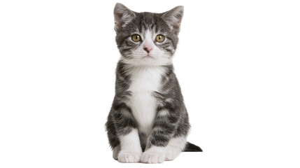 Tabby kitten sitting looking forward © darietta