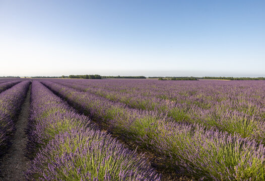 Lavender fields in the morning on the Plateau of Valensole. Provence, France.