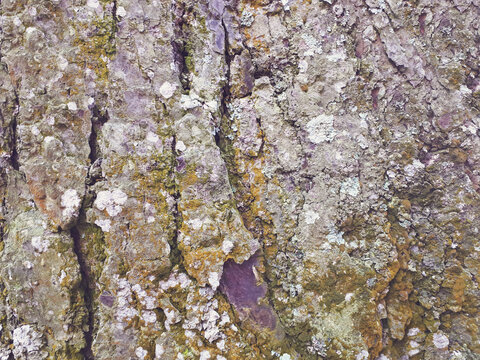 Macro view of textured old tree bark with moss and lichen in a forest