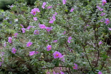 Fototapeta premium Cistus albidus pink rockrose flowers in spring bloom with wrinkled petals