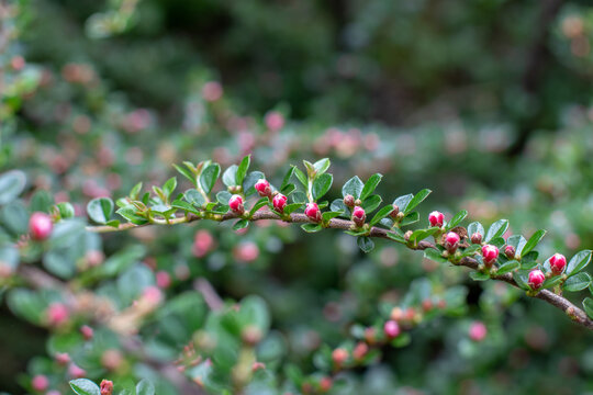 Horizontal cotoneaster branch with pink flower buds in spring close up