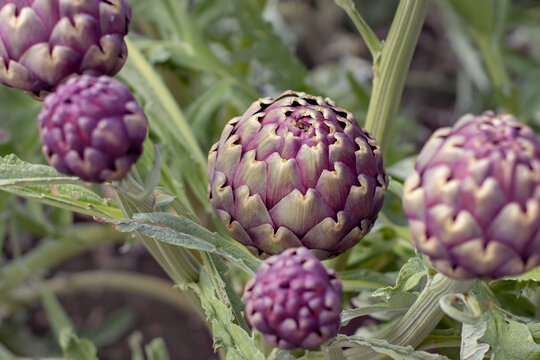 Abundant purple globe artichoke buds ready for harvest in vegetable garden