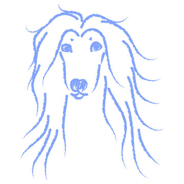Vector portrait of Afghan hound dog drawn with blue chalk. Minimalist texture line art sketch of sighthound head isolated on white background for pet care logo design poster print and animal lover mer