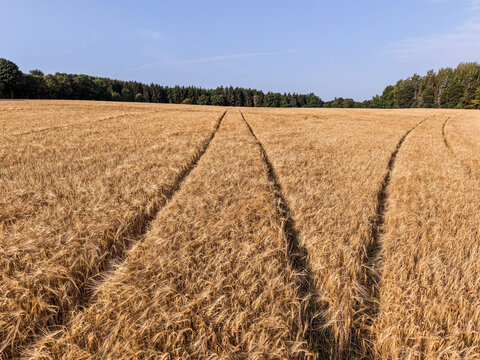 Golden Wheat Field with Tractor Tracks Stretching Across Agricultural Farmland Under a Clear Summer Sky