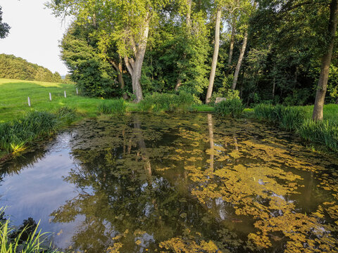 Natural Woodland Pond with Reflections, Aquatic Plants and Lush Green Trees in a Peaceful Forest Landscape