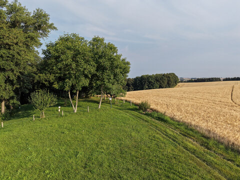 Green Meadow Bordering a Golden Wheat Field with Trees in the Peaceful Summer Countryside
