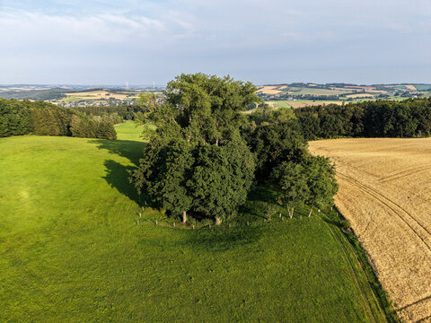 Aerial View of Lone Tree Cluster Between Green Meadow and Golden Wheat Field in the Rolling Countryside