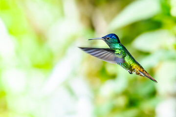 Obraz premium Green hummingbird hovering in flight against a bright natural green background with hummingbird