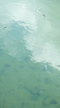 Close-up of a water strider insect skating on the calm river surface