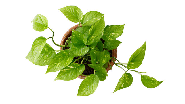 Small potted pothos plant with green leaves on white background with leaves brown pot houseplant decorative terrarium foliage indoor nature with office
