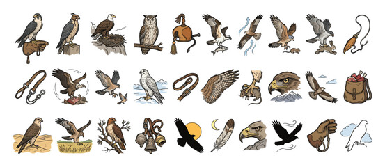 Fototapeta premium Set of falconry birds of prey and equipment for educational wildlife and hunting projects