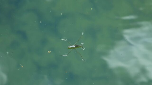 Pond skater bugs gliding over clear water with ripples and reflections.