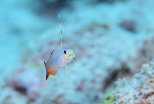 Fire Dartfish in Kumejima, Okinawa, Japan