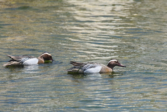 Migratory Garganey Swimming in a River in Kumejima, Okinawa, Japan