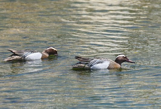 Migratory Garganey Swimming in a River in Kumejima, Okinawa, Japan