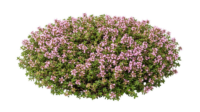 Blooming wild thyme bush with pink flowers, aromatic creeping thyme plant for garden landscaping, organic herbal groundcover shrub isolated PNG with Transparent Background