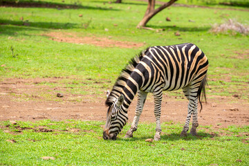 Obraz premium Zebras walking in a green meadow and eating grass. African zebras in the savannah. Wild animals in their natural habitat.