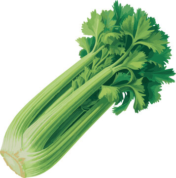 Create A Green celery stalk with leaves isolated on no background