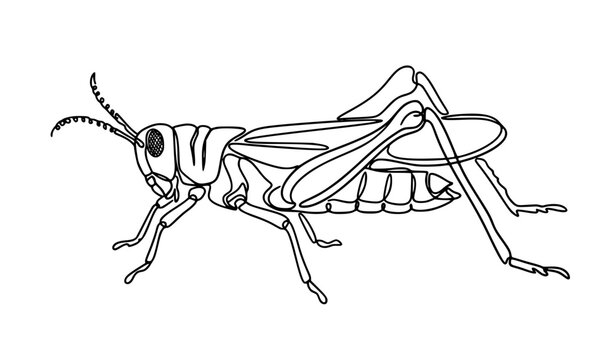 Dynamic one line locust insect vector illustration with jumping pose, powerful hind legs, wings, and detailed minimalist anatomy