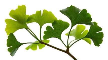 Ginkgo Biloba leaves branch with veins © Clementine