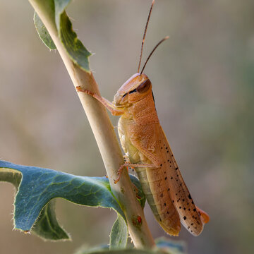 Grasshopper on a branch