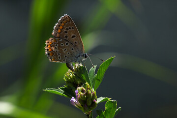 butterfly on a flower © Mehmet