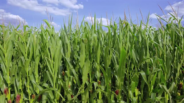 Gr&uuml;nes Maisfeld (Zea mays) im Sommer vor blauem Himmel