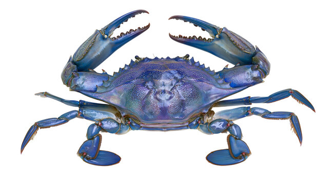 Blue crab with open claws, full body view