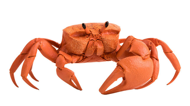 Orange crab with large claws and segmented legs