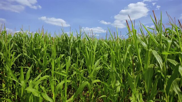 Gr&uuml;nes Maisfeld (Zea mays) im Sommer vor blauem Himmel