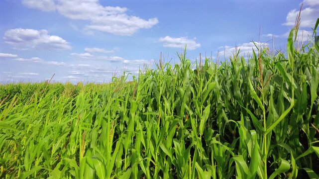 Gr&uuml;nes Maisfeld (Zea mays) im Sommer vor blauem Himmel