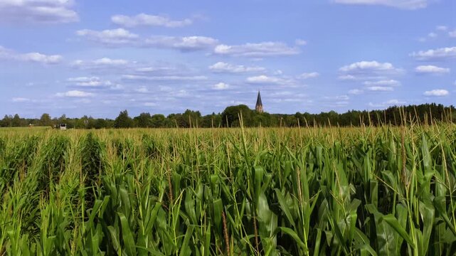 Gr&uuml;nes Maisfeld (Zea mays) im Sommer vor blauem Himmel, bei St. Ottilien, Eresing, Bayern, Deutschland